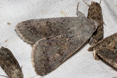 Pandesma submurina