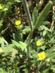 Tropidocarpum gracile