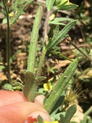 Tropidocarpum gracile