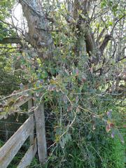 Berberis glaucocarpa
