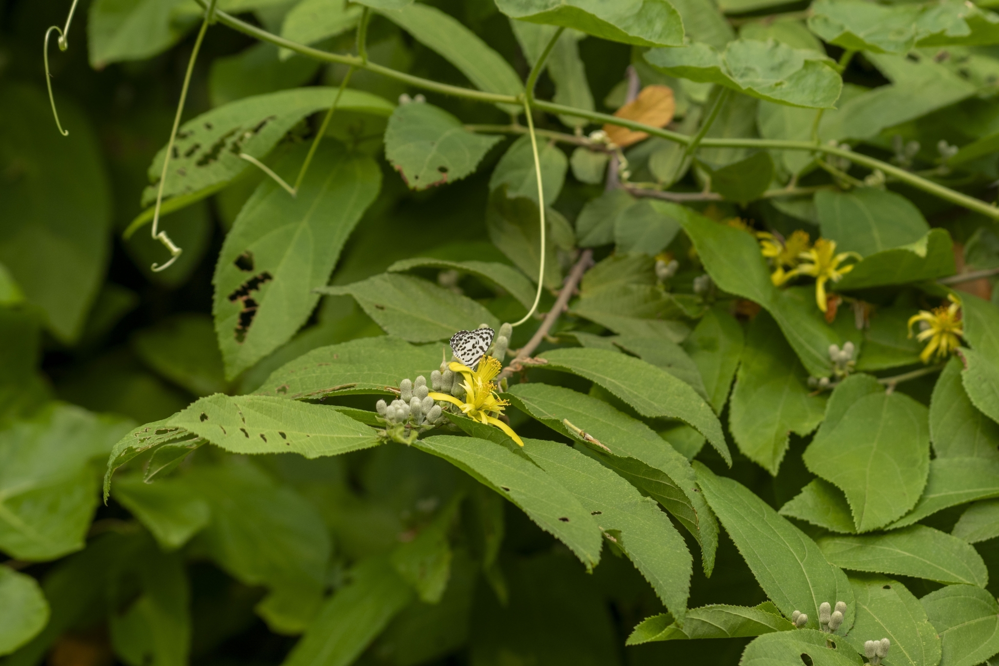 Common Pierrot