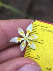 Toxicoscordion exaltatum