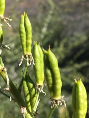 Toxicoscordion exaltatum