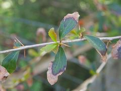 Berberis glaucocarpa