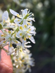 Toxicoscordion exaltatum