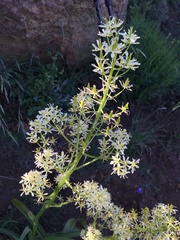 Toxicoscordion exaltatum