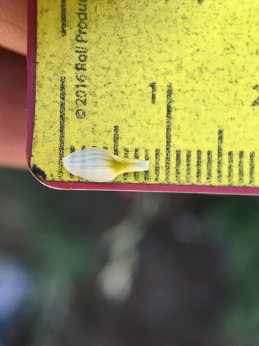 Image of Toxicoscordion exaltatum by (c) Matt Berger, some rights reserved (CC BY)