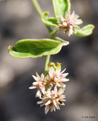 Alternanthera echinocephala