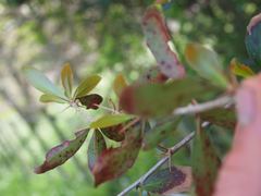Berberis glaucocarpa