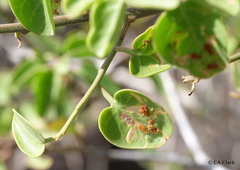 Alternanthera echinocephala