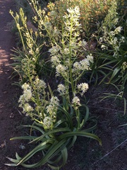 Toxicoscordion exaltatum