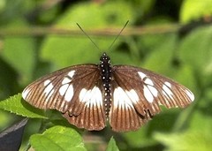 Pseudacraea lucretia protracta