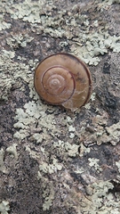 Sonorella