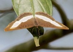 Eurytela