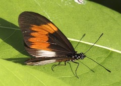 Acraea macarista