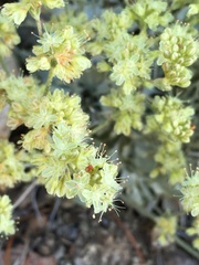 Eriogonum saxatile