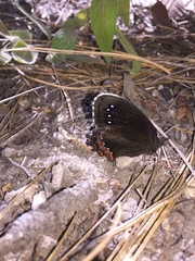 Gyrocheilus patrobas