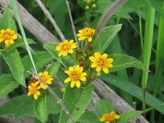 Lasianthaea ceanothifolia