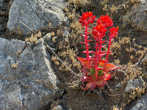 Palmer's Live-for-ever