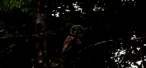 View observation of {o.common_name} on iNaturalist