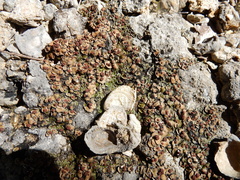 Psora pseudorussellii