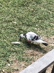 Columba livia domestica