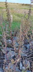 Atriplex hortensis