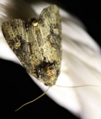 Mesapamea fractilinea