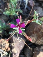 Clarkia xantiana