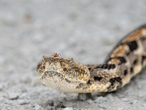 Timber Rattlesnake (Crotalus horridus)