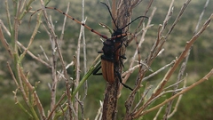 Tragidion densiventre