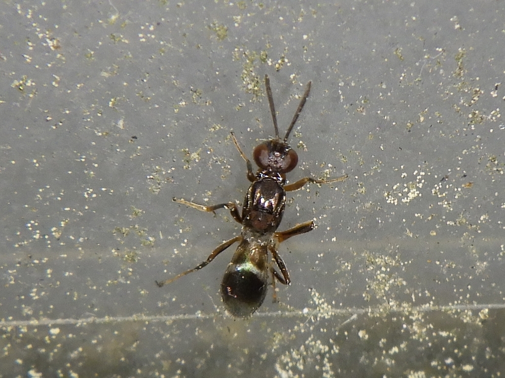 Anastatus orientalis