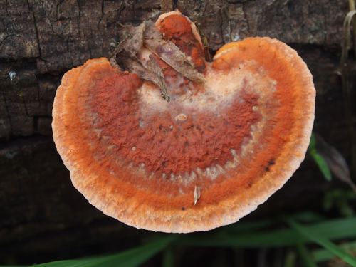 Southern Cinnabar Polypore