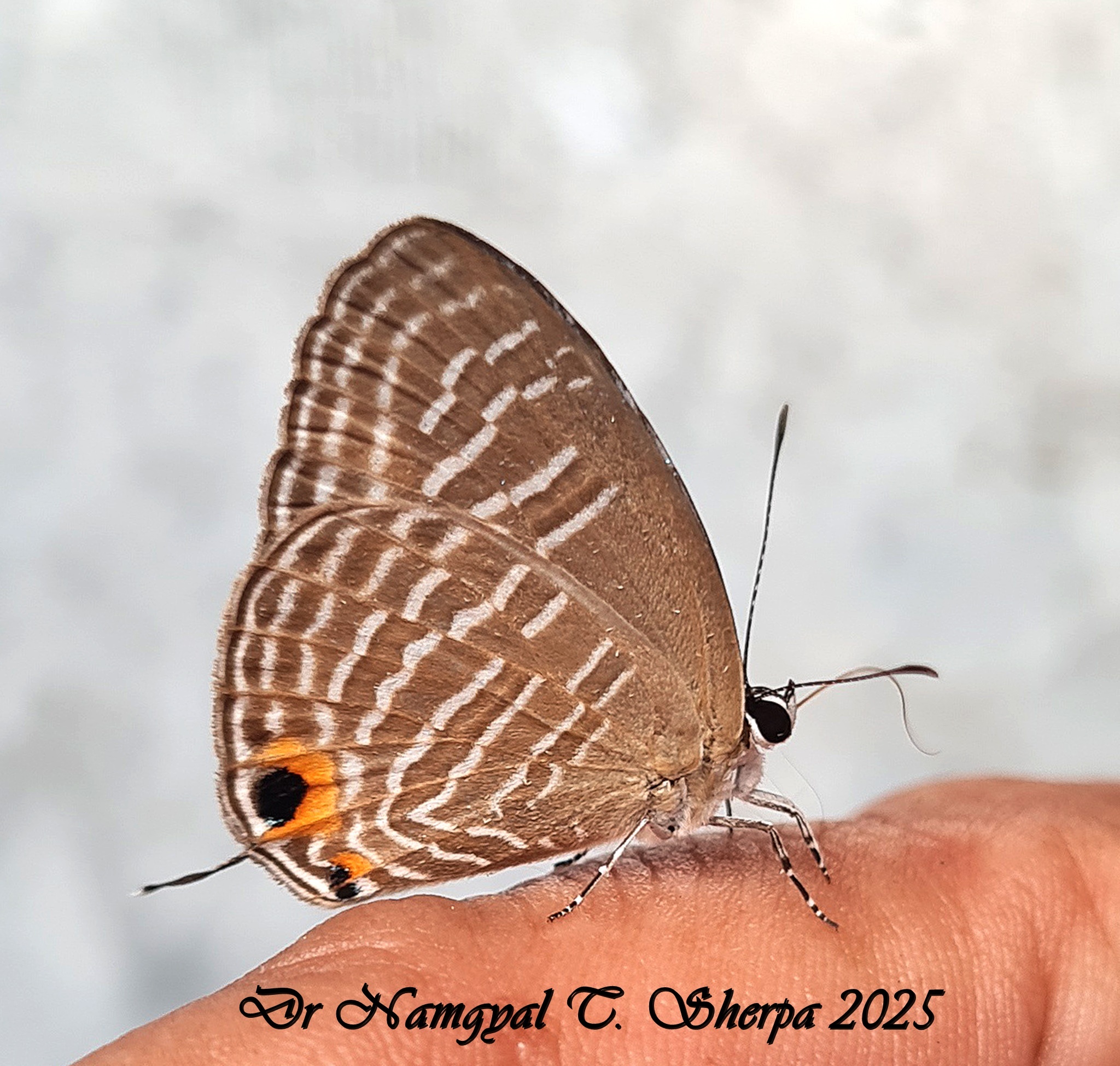 Metallic Cerulean