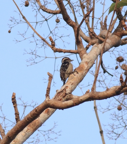 Brown-capped Pygmy Woodpecker (Yungipicus nanus)