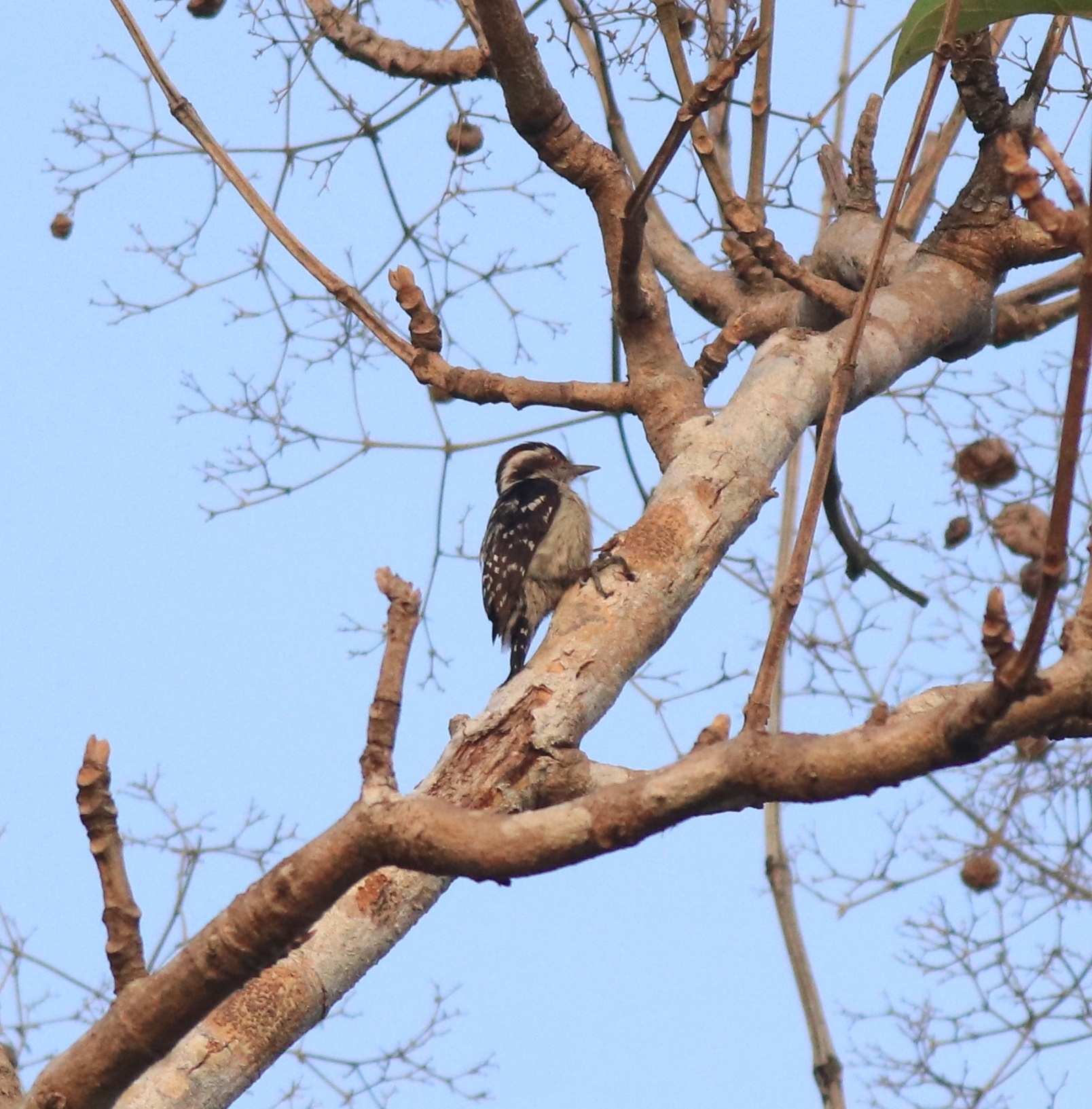 Brown-capped Pygmy Woodpecker (Yungipicus nanus), photo 2