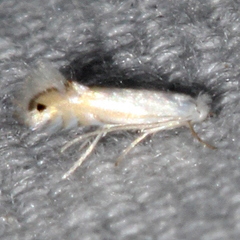 Phyllonorycter lucidicostella