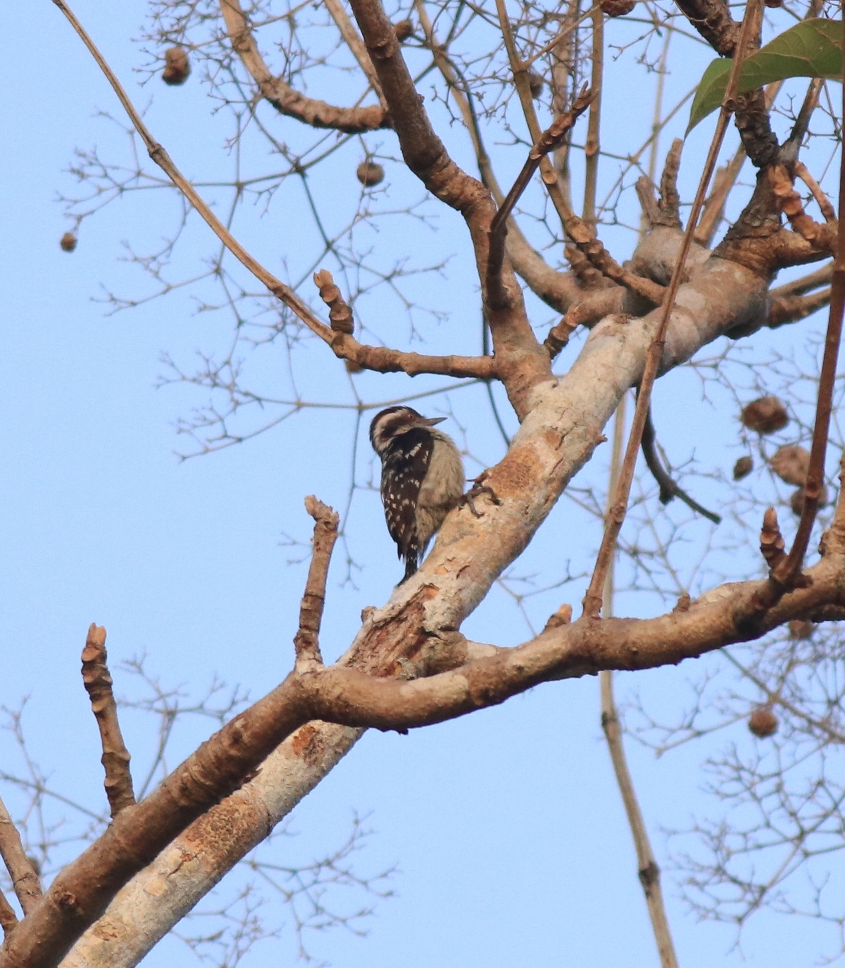 Brown-capped Pygmy Woodpecker (Yungipicus nanus), photo 10