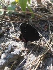 Gyrocheilus patrobas