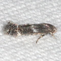 Elachista illectella