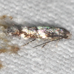 Elachista illectella