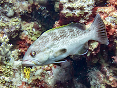 Yellowmouth Grouper photo 1