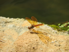 Perithemis intensa