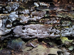 Inonotus glomeratus
