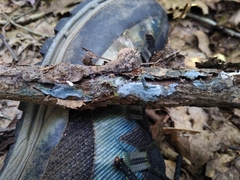 Byssocorticium atrovirens