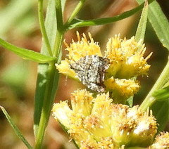 Choreutis diana