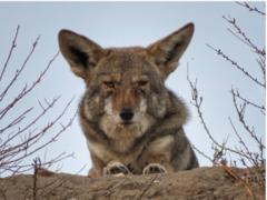 Canis latrans