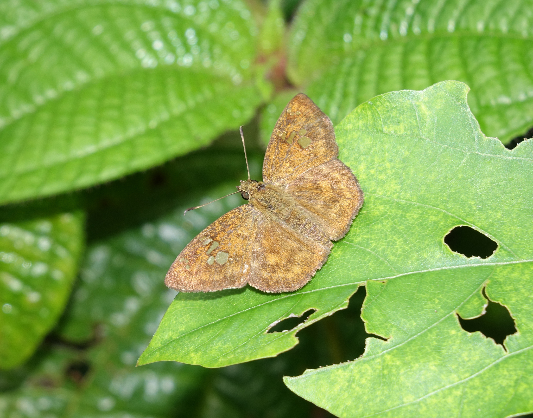 Fulvous Pied Flat