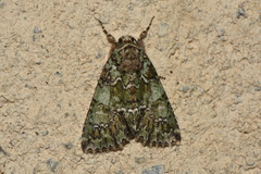 Polyphaenis sericata