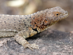 Microlophus delanonis
